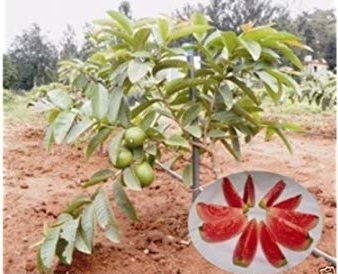Arka Kiran Guava